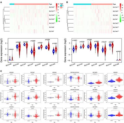 SLC1A4: A Powerful Prognostic Marker and Promising Therapeutic Target for HCC